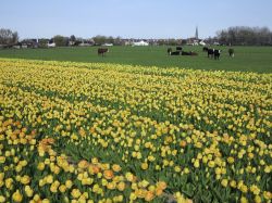 Campo fiorito a Lisse. Sullo sfondo delle mucche al pascalo. Siamo nello Zuid Holland, nei Paesi Bassi - © bengy / Shutterstock.com