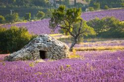 Casa in sasso tipica delle campagne della Provenza: siamo sulla strada della lavanda tra Sault e Ferrasieres, località nota per la sua Fete de la Lavande d'inizio luglio. In fotografia ...