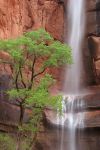 La cascata di Weeping Rock nel Parco Nazionale di Zion (Utah, USA) è la meta ideale se avete voglia di un'escursione poco impegnativa ma scenografica. Dall'omonima fermata della ...