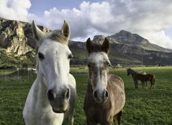 Cavalli nelle campagne di San Vito lo Capo, Sicilia - © Angelo Giampiccolo / Shutterstock.com