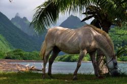 Cavallo in spiaggia a Tahiti