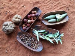 Il Cibo del deserto australiano - Viene spiegato dagli Aborigeni ai turisti nel Desert Park ad Alice Springs, Northen Territory