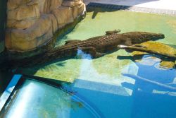 Coccodrillo marino parco Crocosaurus Cove Darwin