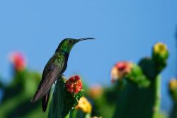Un Colibri della Repubblica Domnicana, in un resort di Punta Cana. Questi minuscoli uccelli posseggono un praticolare volo, con una altissima frequenza do battito d'ali. Si nutrono del nettare ...