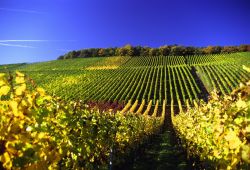 Colline con vigneti in Baviera, il land più ...