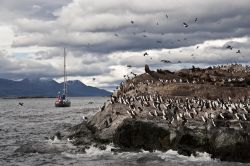 Colonia di pinguini (Pinguinera) nella Terra del Fuoco nei pressi di Ushuaia in Argentina - © Ksenia Ragozina / Shutterstock.com