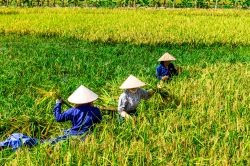 Contadini nella riserva di Tam Coc, Vetnam: le risaie costituiscono la principale fonte di impiego e sostentamento per i contadini della provincia di Ninh Binh - Foto © Hoang Cong Thanh ...