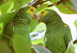 Coppia di amazzone spallegialle "Amazona barbadensis", una specie minacciata a Bonaire - © Brian Lasenby / Shutterstock.com