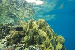 Coralli a Sataya: regione di Berenice Mar Rosso, in Egitto - © Anna segeren / Shutterstock.com