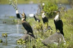 Cormorani sul lago di Naivasha. Anche la Rift Valley della sezione del Kenya presenta numerosi laghi ed abbonda di spiece avicole oltre che tantissimi animali della terraferma, come mammiferi ...