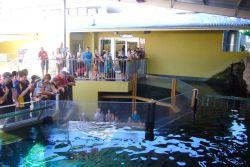 Crocosaurus Cove a Darwin Australia