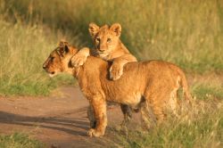 Una leonessa con un cucciolo al Parco Nazionale del Serengeti, Tanzania: apparentemente non hanno nulla di minaccioso e ispirano una grande emozione. Sensazioni ancora più forti vi attendono ...