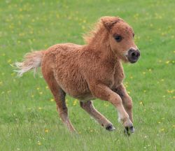 Cucciolo di Pony al galoppo sulle Isole Shetland in Scozia - © Maria Gaellman / Shutterstock.com