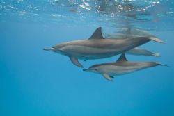 Delfini a Sataya, un famoso luogo di immersioni vicino a Berenice, nella Barriera Corallina del Mar Rosso in Egitto - © Anna segeren / Shutterstock.com