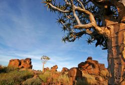 Deserto della Namibia con rocce e un albero di Aloe - © EcoPrint / Shutterstock.com
