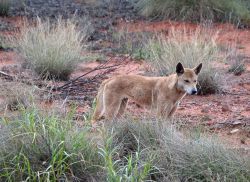 Dingo australiano al Kings Canyon in Australia - Presso il Watarrka National Park è facile incontrare animali selvatici. Uno degli incontri più affascinanti è quello ...