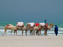Dromedari in spiaggia a Djerba, siamo nella Tunisia del sud - © Lukasz Misiek / Shutterstock.com
