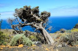 El Sabinar, la foresta di sabinas (ginepri) simbolo dell'isola di El Hierro alle Canarie - © underworld / Shutterstock.com