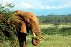 Elefante africano in Parco della Tanzania - Foto di Giulio Badini