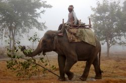 Elefante nel Madhya Pradesh in India - Foto di Giulio Badini