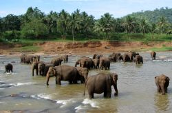 Elefanti di Pinnawala in Sri Lanka - Foto di Giulio Badini