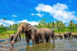 Elefanti sul fiume ad est di Colombo, Sri Lanka.
