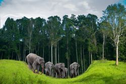 Elefanti in gruppo, mentre compiono una passeggiata ...