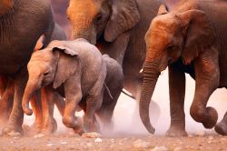 Elefanti in marcia nel deserto di Etosha, dove si trova uno dei parchi nazionali più celebrati della Namibia - © Johan Swanepoel / Shutterstock.com
