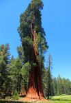 Un enorme esemplare di redwood: ci troviamo all'interno ...