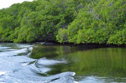 Escursione in barca tra i canali delimitati dalle mangrovie che popolano il Parco Nazionale di Montecristi in Repubblica Dominicana, non distanti dal confine con Haiti