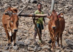 Etiopia: bambino ara un campo vicino a Gondar