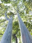 Eucalipti giganti, in una foresta della Tasmania ...