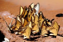 Farfalle nei pressi delle cascate di Iguazu - © iladm / Shutterstock.com