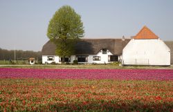 Una fattoria olandese nelle campagne di Lisse, durante il periodo della fioritura in primavera. Siamo in Zuid Holland, Olanda Meridionale nei Paesi Bassi - © Worldpics / Shutterstock.com ...