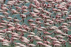 Fenicotteri sul lago Natron in Tanzania (Africa) - © Irena Kofman / Shutterstock.com