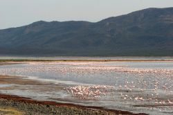 Fenicotteri sul Lake Bogoria della Rift Valley ...