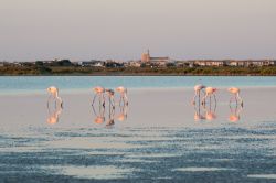 Fenicotteri nella magia della Camargue: siamo a Saintes Maries de la Mer una bella cittadina del sud della Francia - © HUANG Zheng / Shutterstock.com