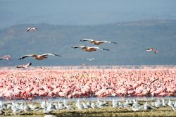 Pellicani in volo e fenicotteri sul Lake Nakuru. Siamo nella Rift Valley del Kenya - © nutsiam / Shutterstock.com