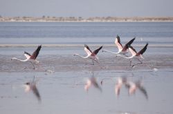 Fenicotteri in volo vicino a Izimr, la Smirne della Turchia  - © muratart / Shutterstock.com
