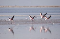 Fenicotteri in volo vicino a Izimr, la Smirne della Turchia  - © muratart / Shutterstock.com