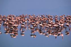 Fenicotteri minori sulle acque del Lago Natron in Tanzania. E' praticamente l'unico luogo di riproduzione per questa particolare specie di feicotteri (flamingo), più piccoli rispetto ...