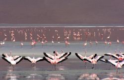 Fenicotteri rosa Bolivia pronti al decollo -  Foto di Giulio Badini i Viaggi di Maurizio Levi 