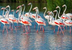 Fenicotti nel parco regionale della Camargue in Francia - © Ferenc Cegledi / Shutterstock.com