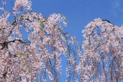 Festa dei ciliegi a hirosaki, in primavera durante ...