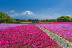 Il magico momento dela Festival di Shibazakura. Siamo a maggio nella prefettura di Yamanashi in Giappone. Sullo sfondo l'inconfondibile profilo del Monte Fuji-san - © jiratto / Shutterstock.com ...