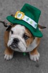 Festival di San Patrizio a Dublino: un cane in sfilata, in perfetto stile irlandese - © Sergei Bachlakov / Shutterstock.com
