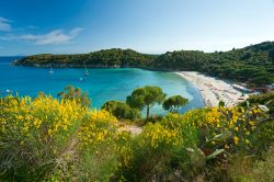 Un bel panorama di Fetovaia, una delle spiagge più amate dell'Isola d'Elba (LI, Toscana), lungo la costa sud-occidentale dell'isola. Tutt'intorno la macchia mediterranea ...