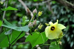 Fiore di hibiscus in Polinesia