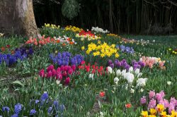 Fiori colorati sull'isola di Mainau, Germania: grazie alla passione di un uomo e alla dedizione dei suoi discendenti, quest'isola accoglie uno dei giardini più belli al mondo. ...