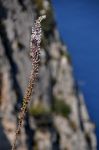 Fiori presso il Salto Tiberio di Capri, a Villa Jovis